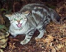 Feral cats can transmit rabies in Florida