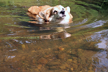 dog swimming
