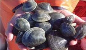 Shellfish