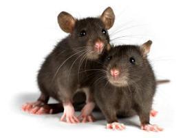 Pet Rodents