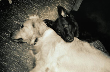 Two dogs laying down