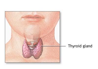 Drawing showing the thyroid gland and it's location in the body