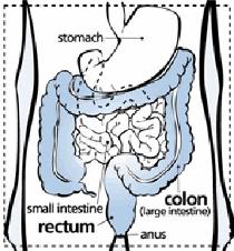 Image of intestinal system