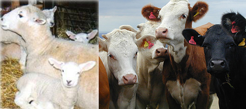 Q fever in cattle