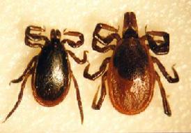 An image of a black legged tick