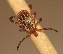 Picture of Gulf Coast Tick