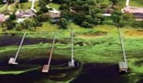 Cyanobacteria Bloom