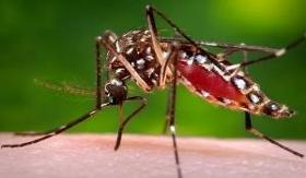 Aedes aegypti mosquito