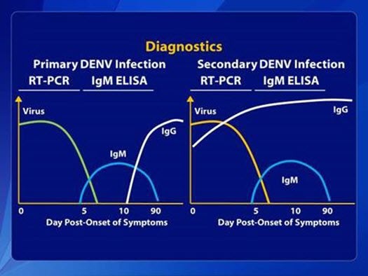 An image showing CDC Dengue IgM and IgG Antibody Response during Primary and Secondary Dengue Infections