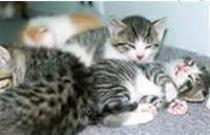 Image of two house cats.