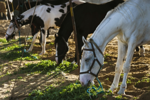 The virus causes severe illness in humans and horses, although both are considered dead-end hosts for the virus, as the viral load is insufficient to be transmitted to mosquitoes, furthering the spread of disease.