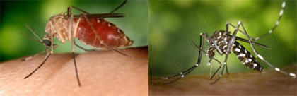 Left-Cullex Mosquito Right-Aedesal Bopictus Mosquito