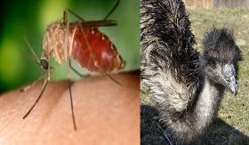 St. Louis encephalitis virus is maintained in a cycle between Culex mosquitoes and birds