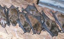 Bats transmit rabies in Florida