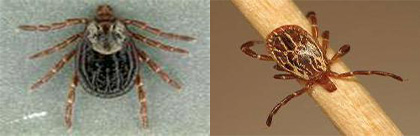 Left - American Dog Tick; Right - Gulf Coast Tick Ticks in Florida