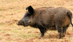 Feral Hog