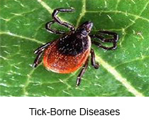 Tick-borne diseases