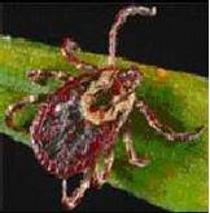 dermacentor-variabilis tick