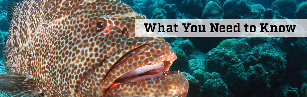 image of fish under water with the text What You Need to Know