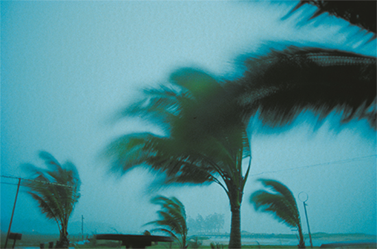 tropical winds blowing through palm fronds
