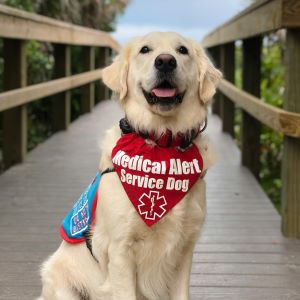 Image of a service dog