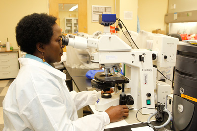 Laboratory technologists work in a high containment Biosafety level 3 laboratory capable of safely and securely handling indigenous and exotic agents