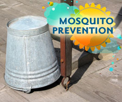 Mosquito Prevention