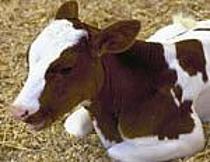 Photograph of a cow