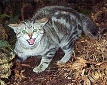 Feral cats can transmit rabies in Florida 