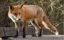 Foxes can transmit rabies in Florida