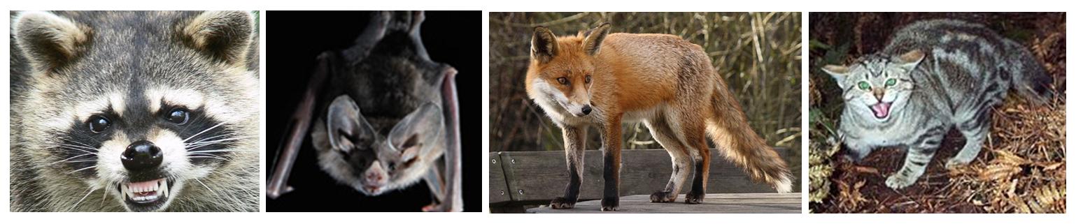 Raccoon, Bat, Fox, and Cat (examples of Rabies Surveillance)