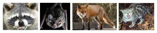Top four animals associated with rabies in Florida. 