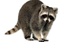 Raccoon
