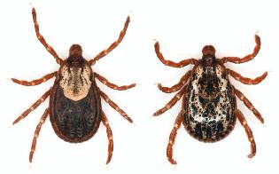 An image of an american dog tick