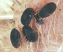 An image of an argasid tick