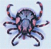 An image of a bont tick