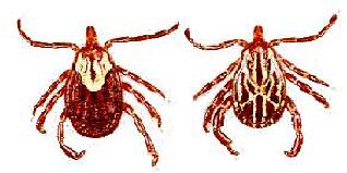 An image of a gulf coast tick