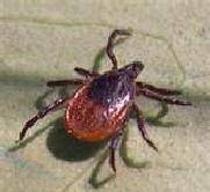 ixodes-scapularis tick