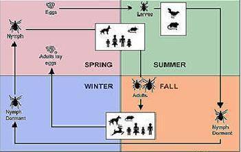 There are four life stages of ticks, egg, larva, nymph, and adult. Adult ticks more commonly attach to humans in the fall and winter months. However, most people are infected by ticks in the nymphal stage during the spring and summer as nymphs are often small enough to escape notice, increasing risk of disease transmission.