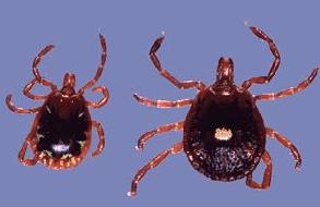 An image of a Lone Star tick 