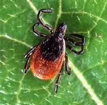 Picture of a tick on a leaf