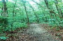 Trail through the woods. Walk in the middle to prevent ticks!