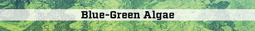 image with text blue green algae