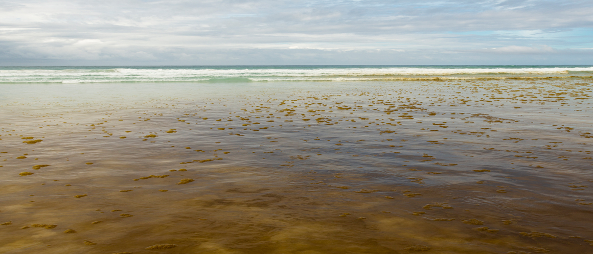 image of ocean water with brownish red algae known as red tide.
