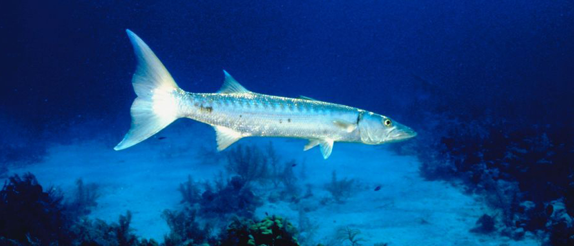an under water image of salt water fish.