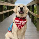 Service dog