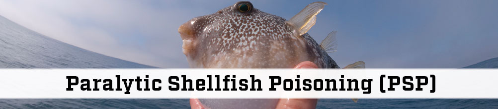 Puffer fish with the text Paralytic Shellfish Poisoning (PSP)