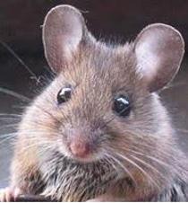 photo of mouse