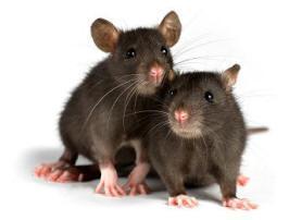 photo of two rats