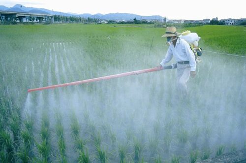 Man spraying pesticides onto grass